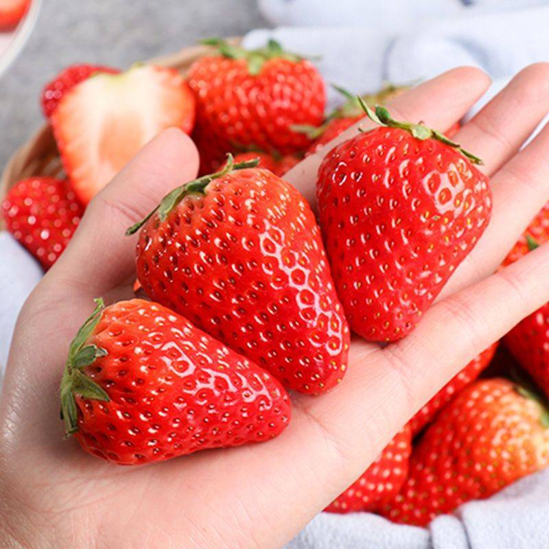 【实力】草莓苗红颜草莓苗脱毒种苗大果纯甜提供技术