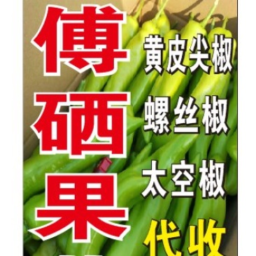 福建漳州，基地代办黄皮尖椒螺丝椒场地实力代办