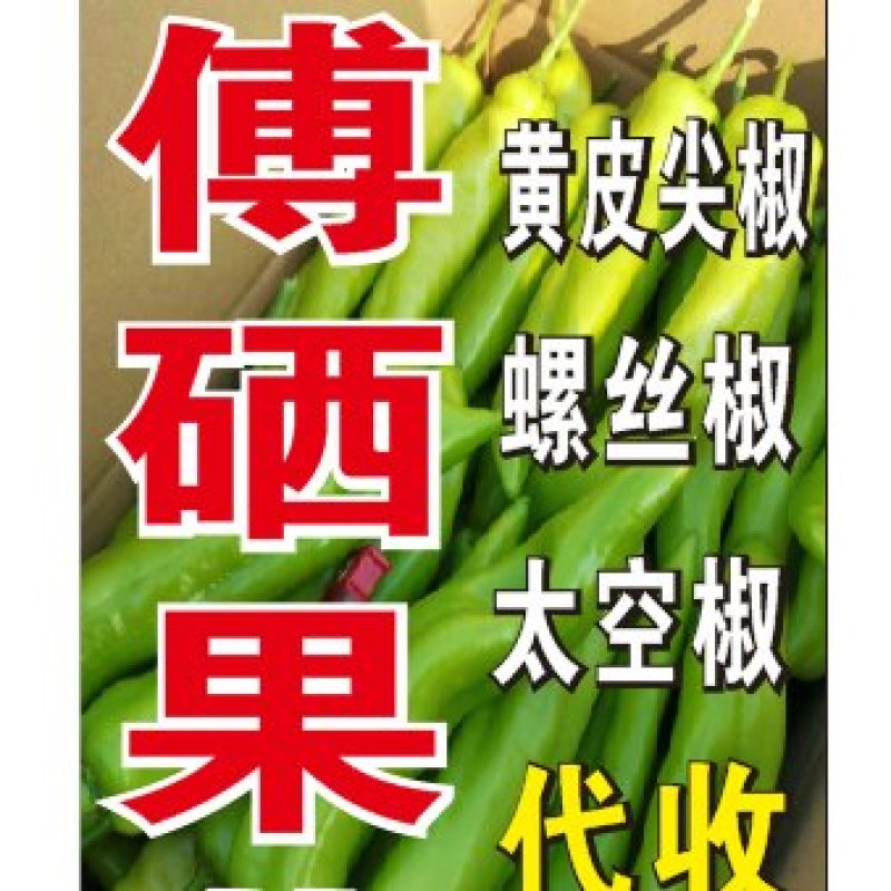 福建漳州，基地代办黄皮尖椒螺丝椒场地实力代办
