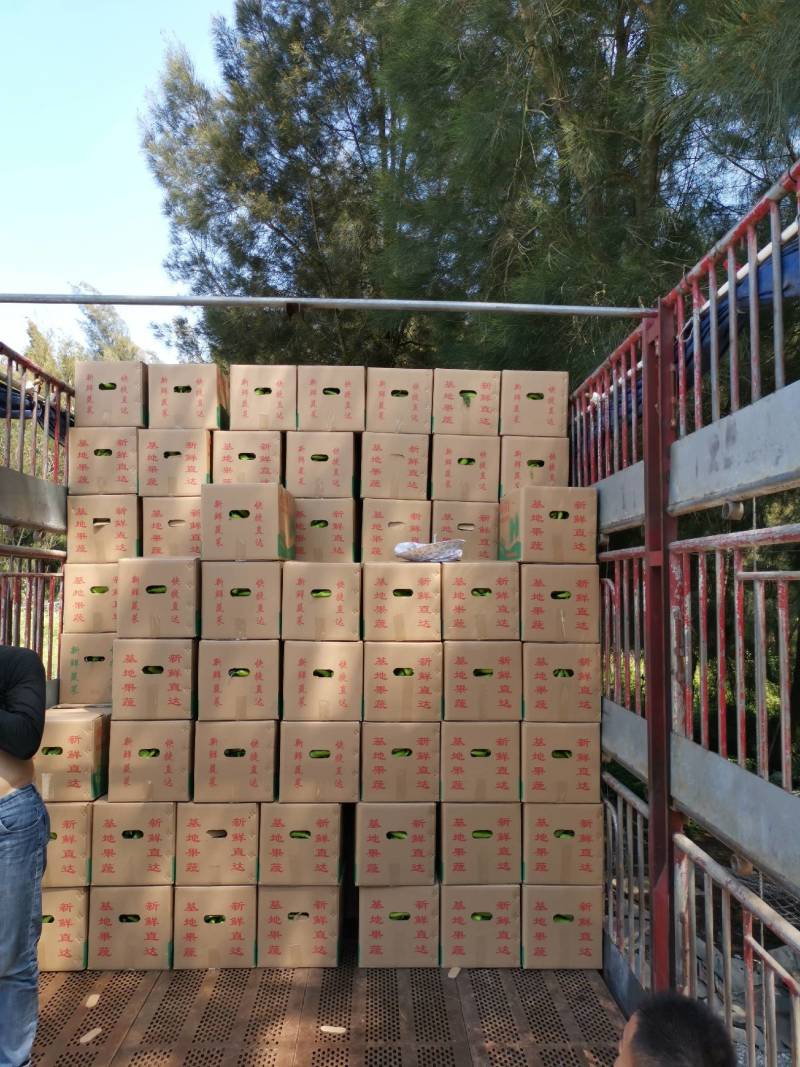 福建漳州，基地代办黄皮尖椒螺丝椒场地实力代办