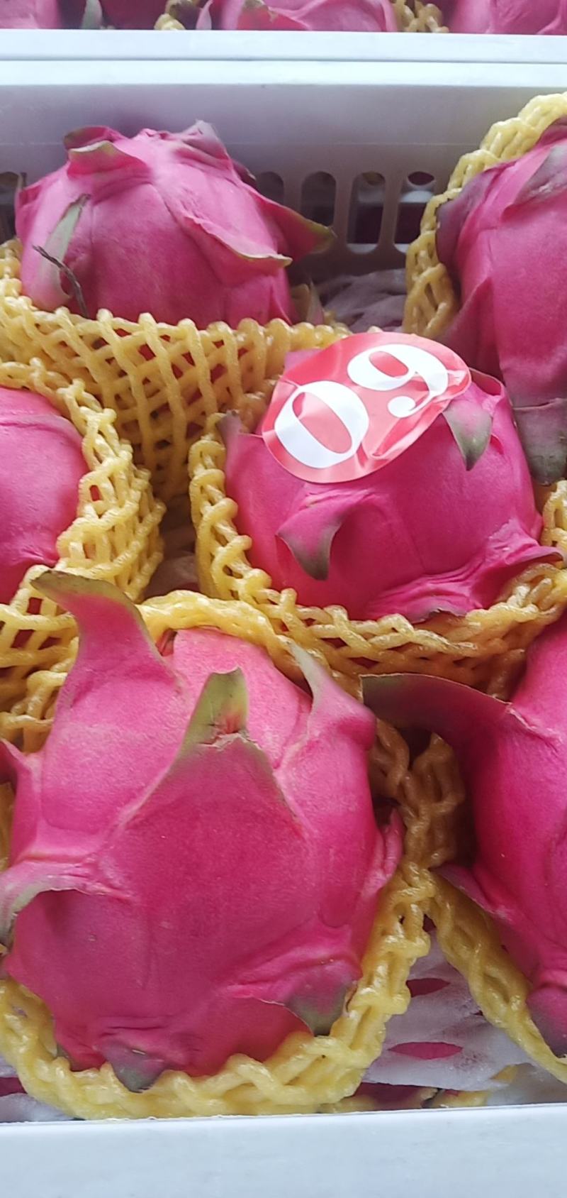 广西红心火龙果