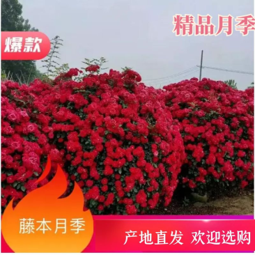 藤本月季爬藤月季常做花墙,花架,走廊,拱门大小规格都有