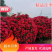 藤本月季爬藤月季常做花墙,花架,走廊,拱门大小规格都有