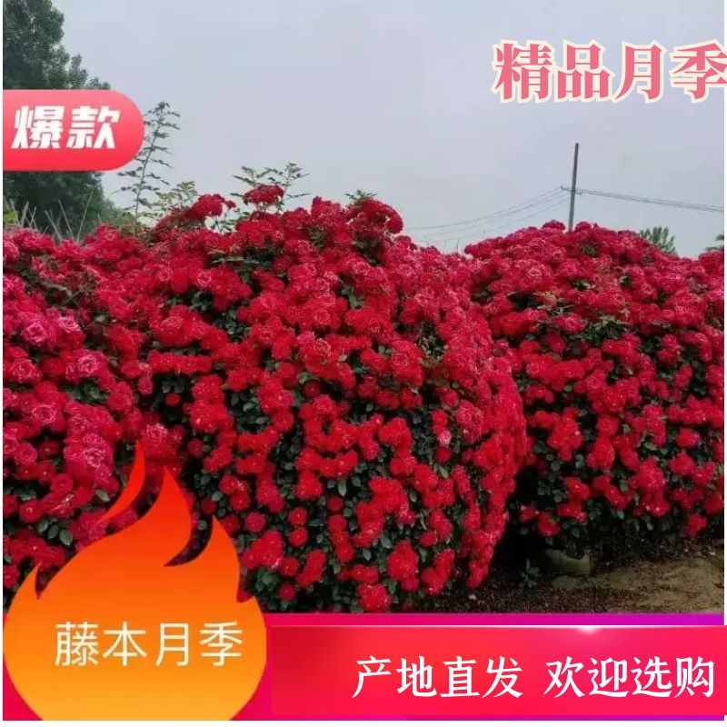 藤本月季爬藤月季常做花墙，花架，走廊，拱门大小规格都有
