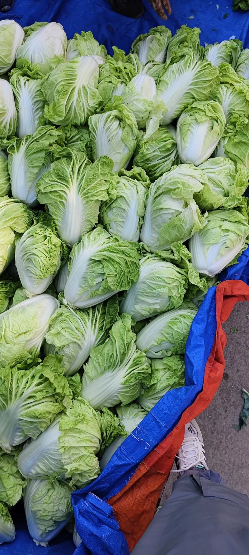 肥城夏阳白菜，菜净叶绿，颗大干净！包心实在！货源充足！