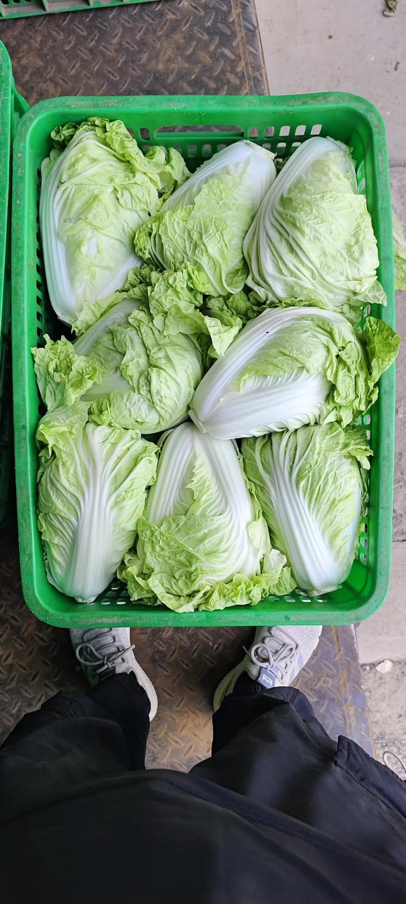 肥城夏阳白菜，菜净叶绿，颗大干净！包心实在！货源充足！