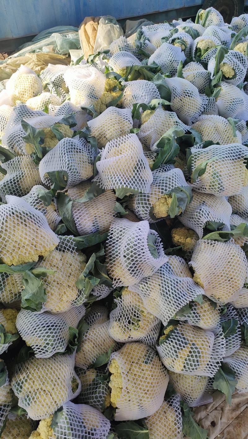山东肥城青梗白面松花菜，有机菜花大量供应！