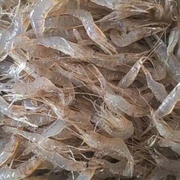 河虾，鲜活河虾