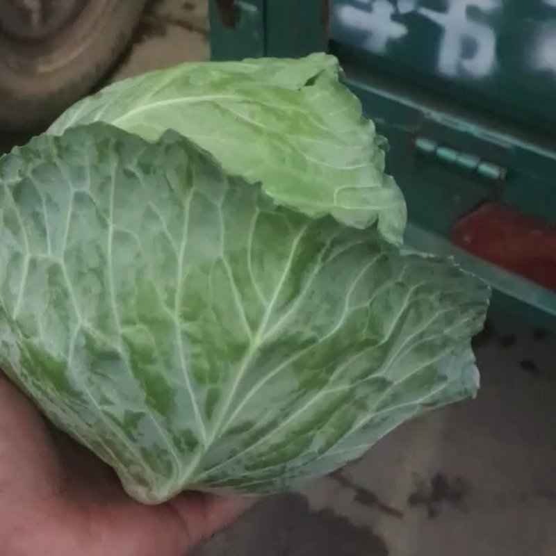 精品甘蓝上市中色绿球行好发全国各地市场电商