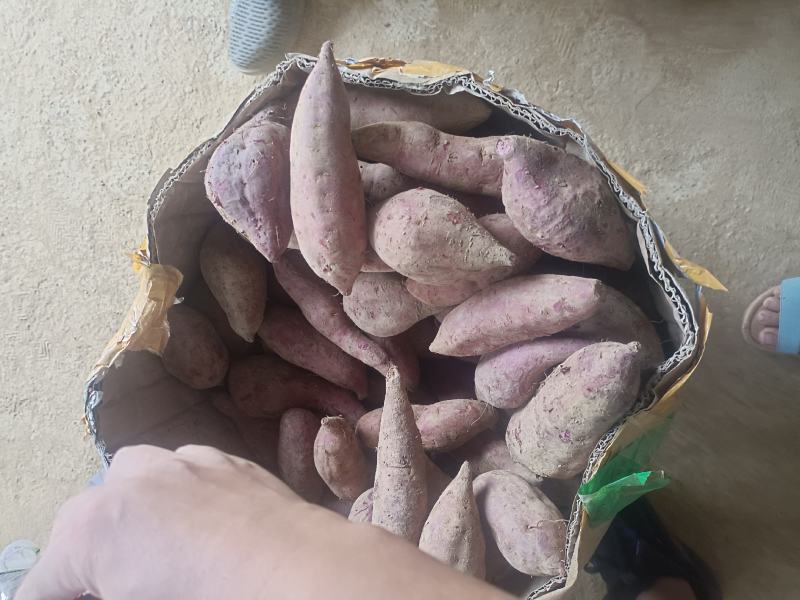 红薯008和西瓜红大量有货供应，现货也有，1两2两起步