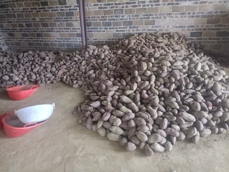 红薯008和西瓜红大量有货供应，现货也有，1两2两起步
