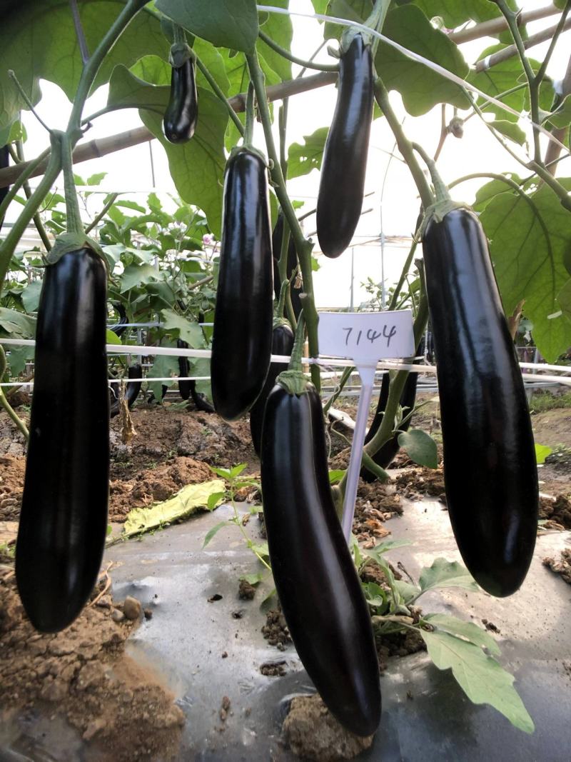 比亚久7144黑亮长茄种子顺直萼片绿连坐果能力强商品性强