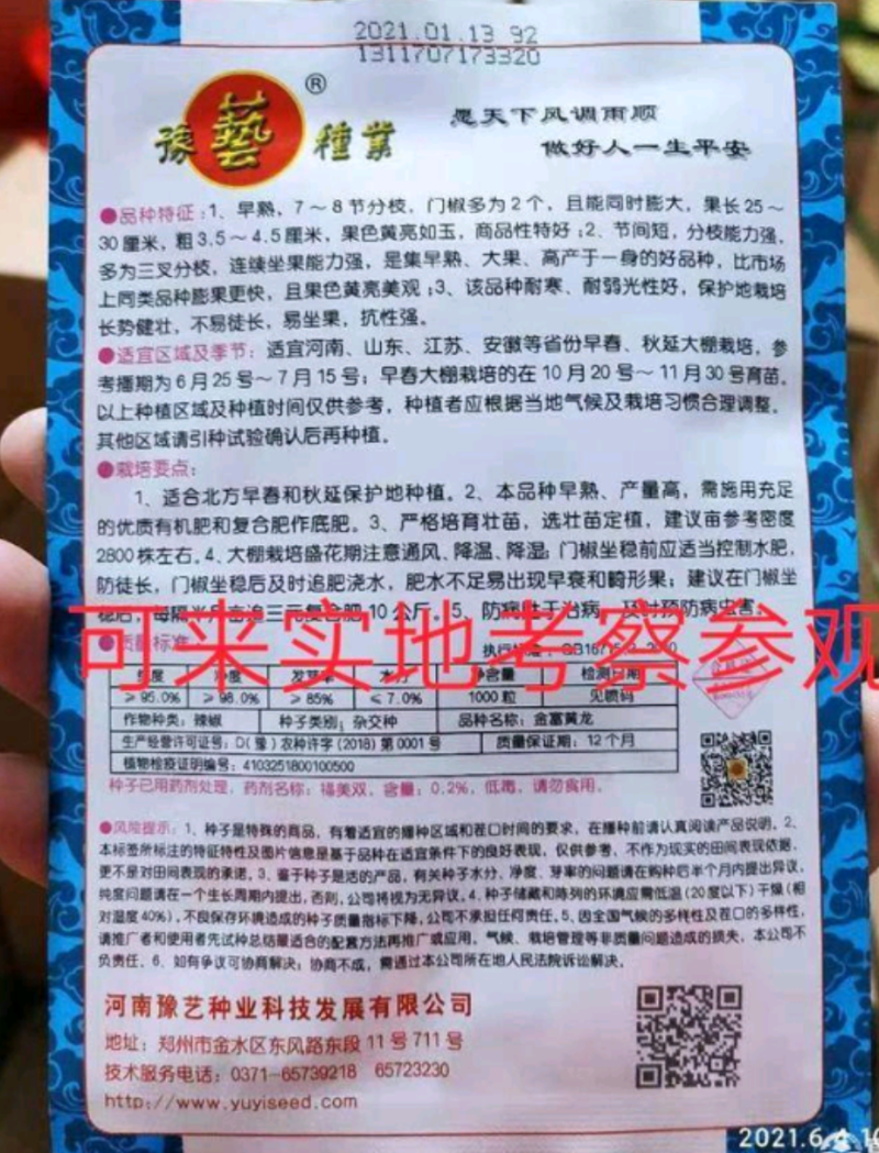 黄皮辣椒种子金富黄龙早熟抗病耐热耐湿顺直产量高大果