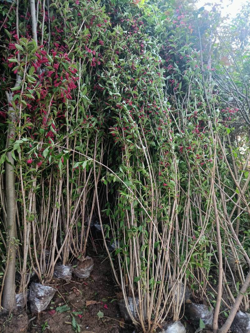 红王子锦带，寓意前程似锦，适合庭院、公园道路等种植
