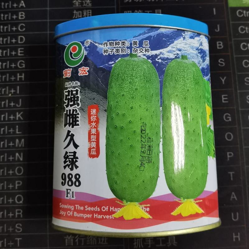 罐装强雌久绿刺雌性黄瓜种子抗病高产大包水果黄瓜种籽秋季露
