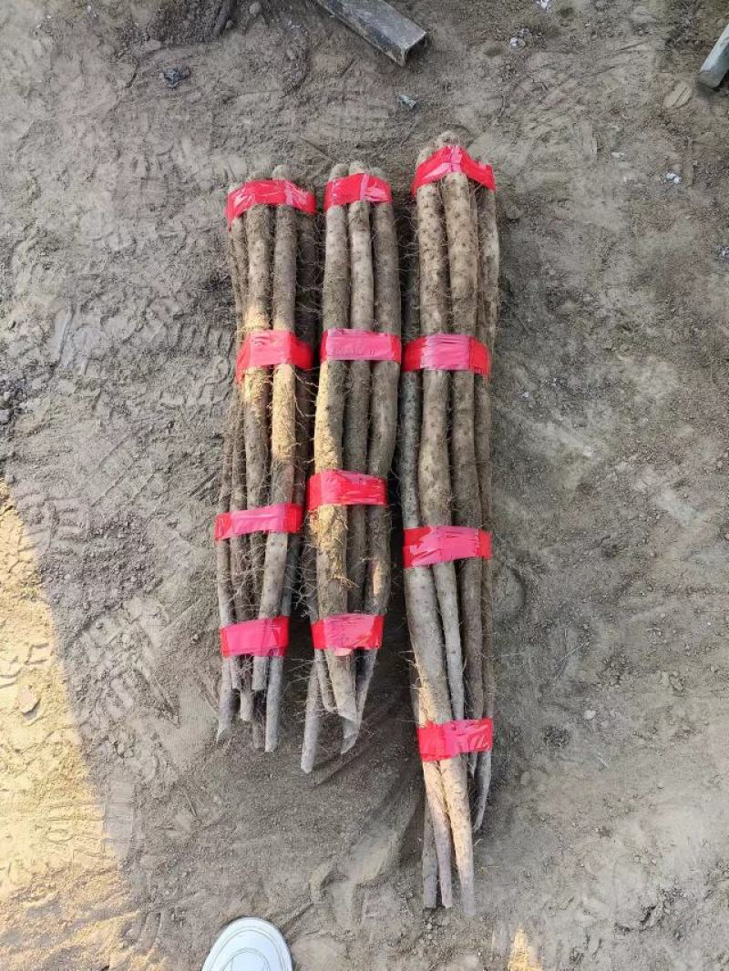 【铁棍山药】现挖现发，河北邢台铁棍山药，