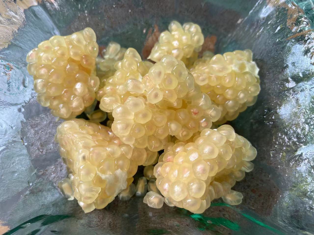 石榴籽用于烘焙或装饰的图片