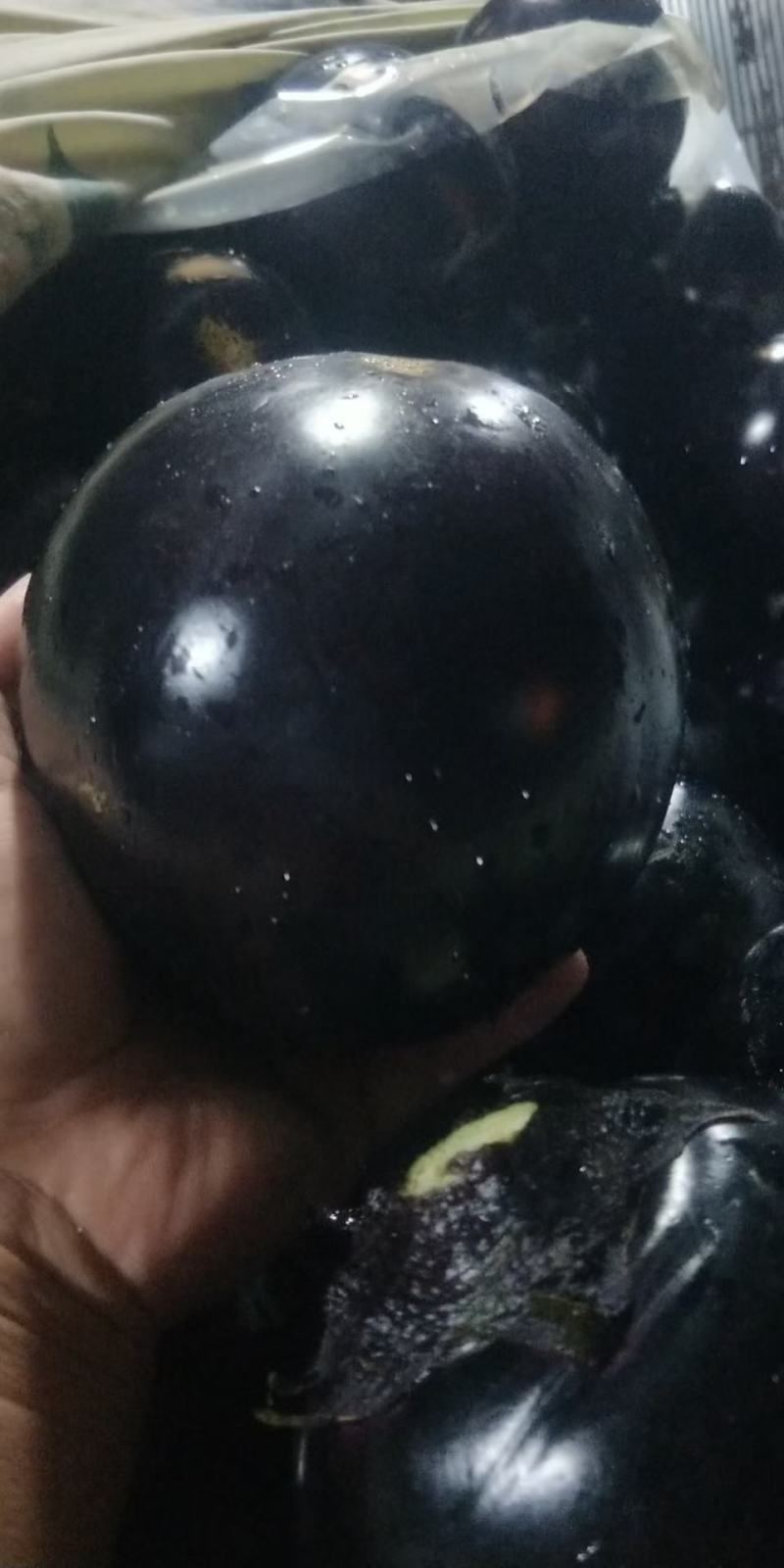 万亩大棚精品紫光圆茄个头大常年代收货源充足