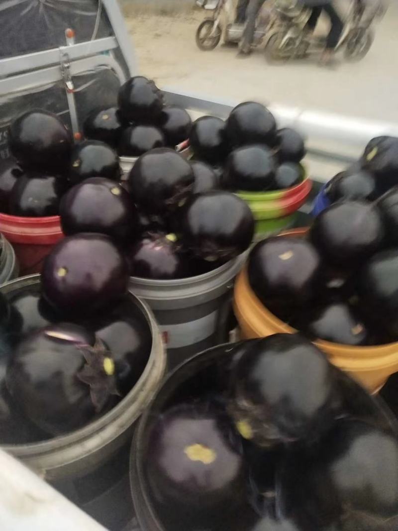 万亩大棚精品紫光圆茄个头大常年代收货源充足