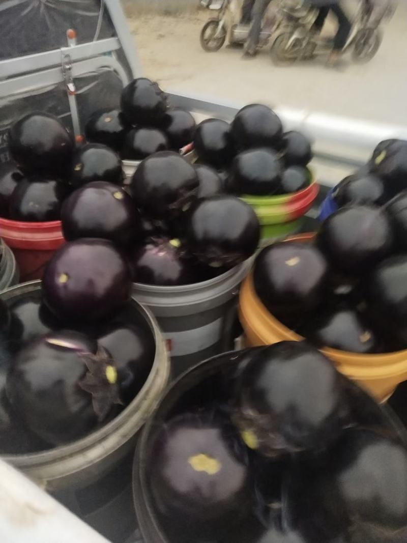万亩大棚精品紫光圆茄个头大常年代收货源充足