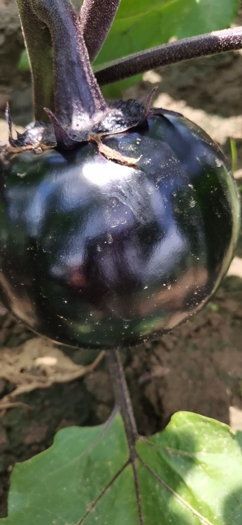 万亩大棚精品紫光圆茄个头大常年代收货源充足