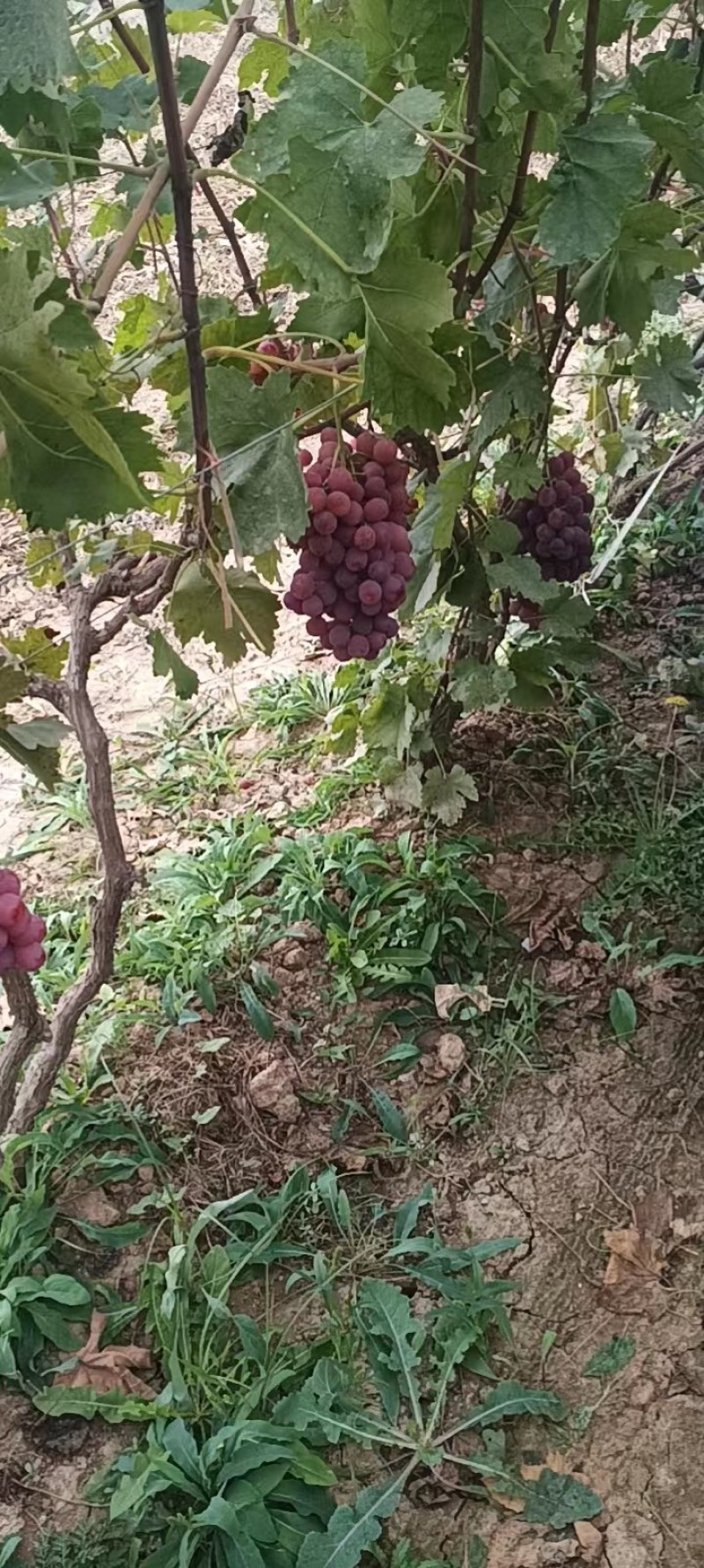 红提红提红提红提红提葡萄