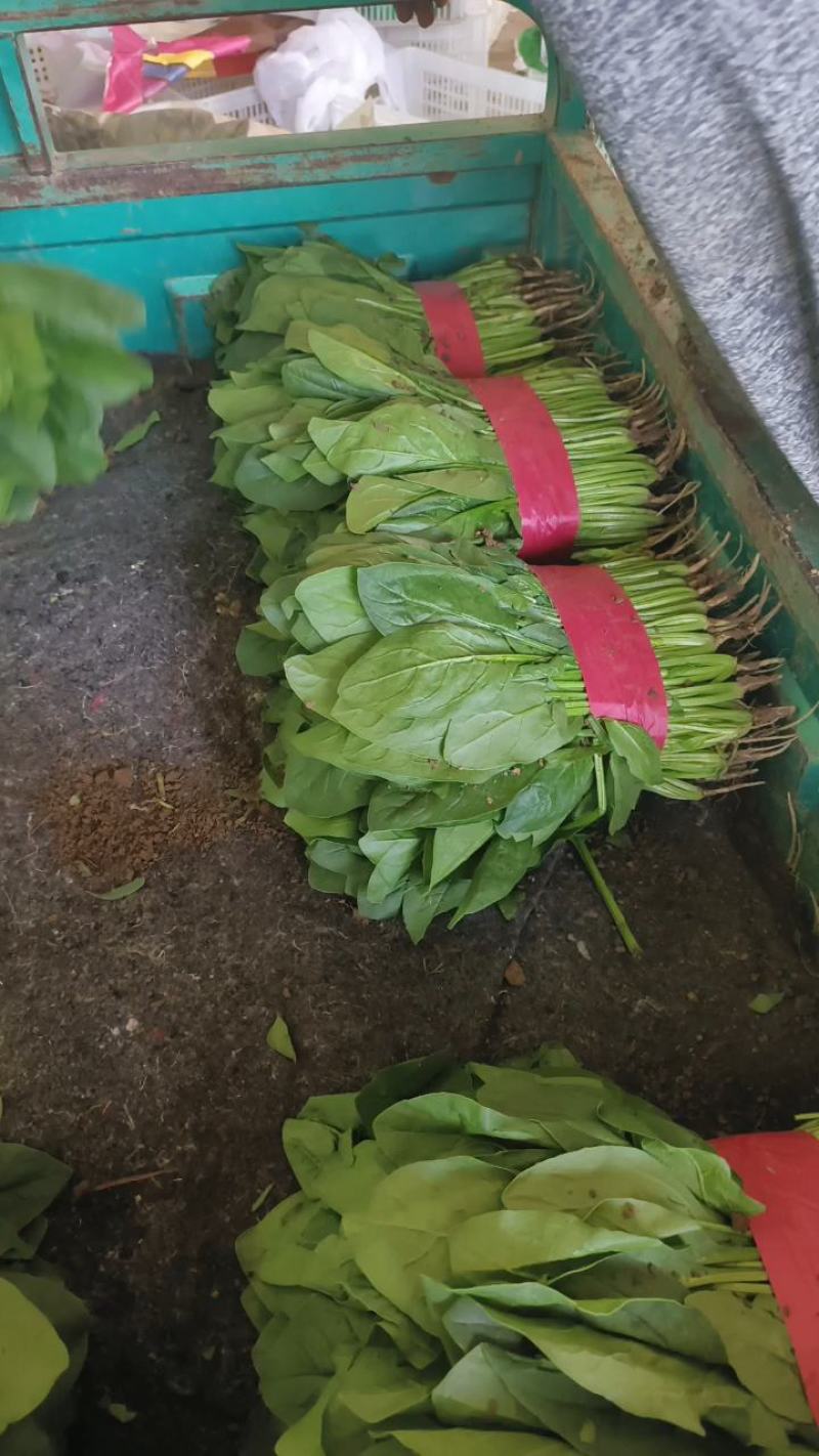 邯郸永年一手货源小菠菜需要的老板下单联系，永年代收小高