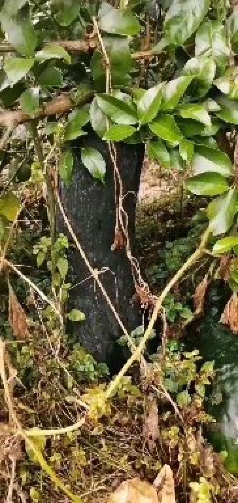 四川安岳，黑又大晚熟地瓜，保证不上灰，不起泡