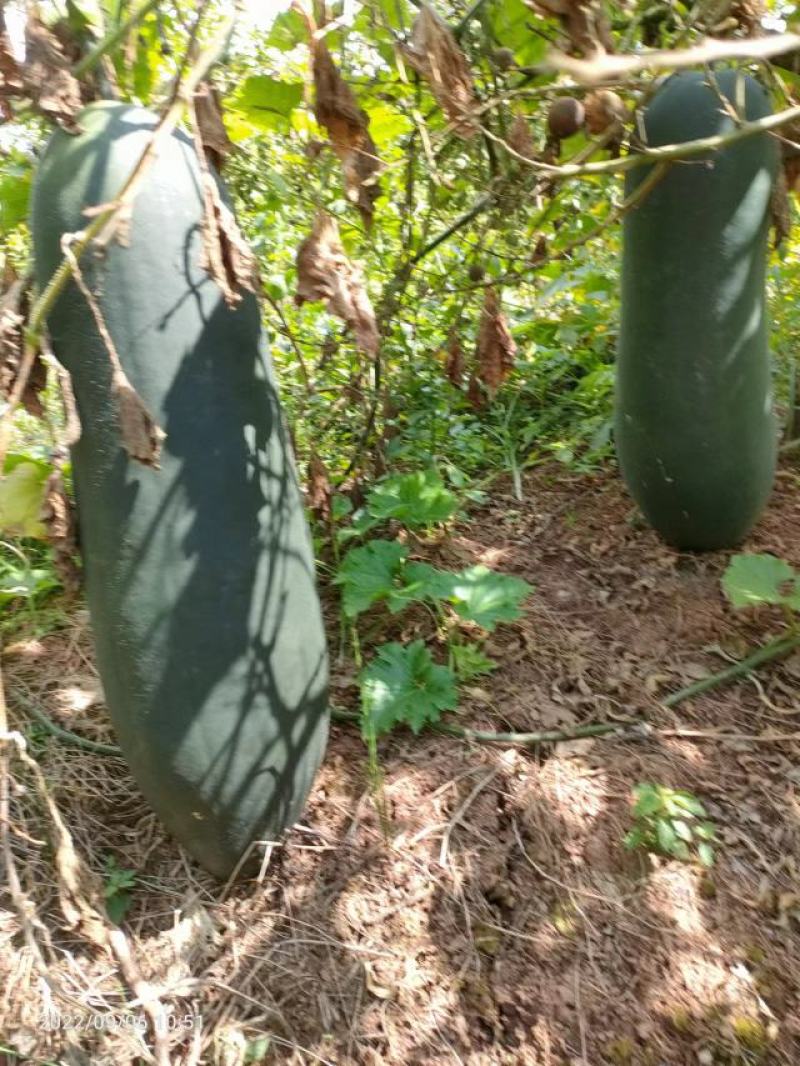 四川安岳，黑又大晚熟地瓜，保证不上灰，不起泡