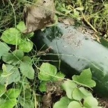四川安岳，黑又大晚熟地瓜，保证不上灰，不起泡