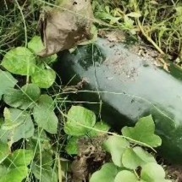 四川安岳，黑又大晚熟地瓜，保证不上灰，不起泡