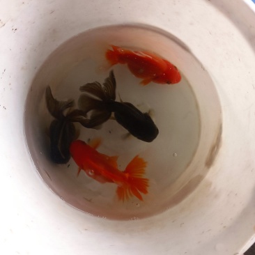 自产自销，黑红泰狮，元宝狮，红寿，混合发货