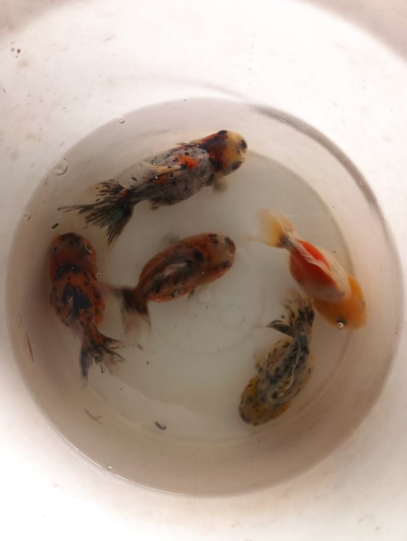 自产自销，黑红泰狮，元宝狮，红寿，混合发货