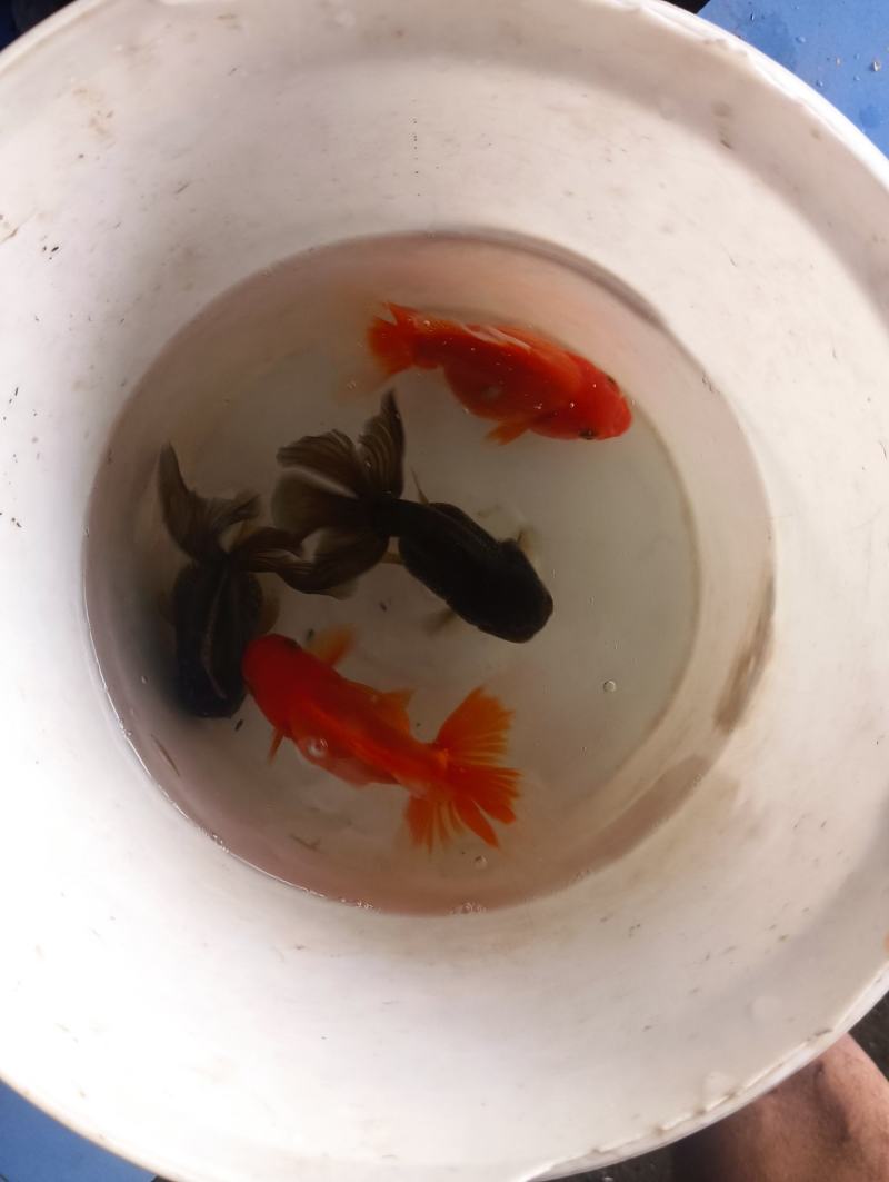 自产自销，黑红泰狮，元宝狮，红寿，混合发货