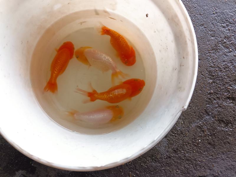 自产自销，黑红泰狮，元宝狮，红寿，混合发货