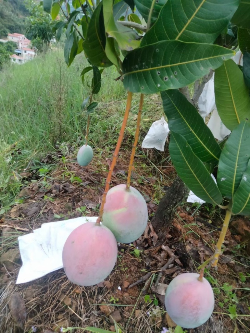 攀枝花凯特芒果🥭