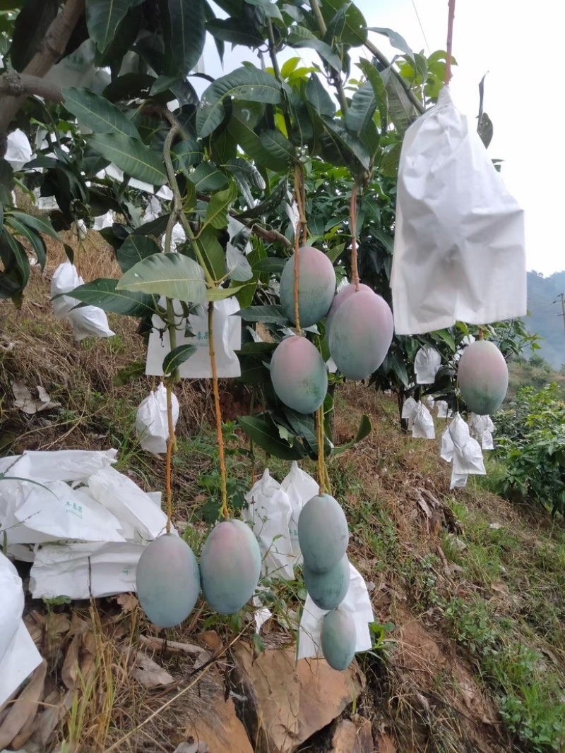 攀枝花凯特芒果🥭