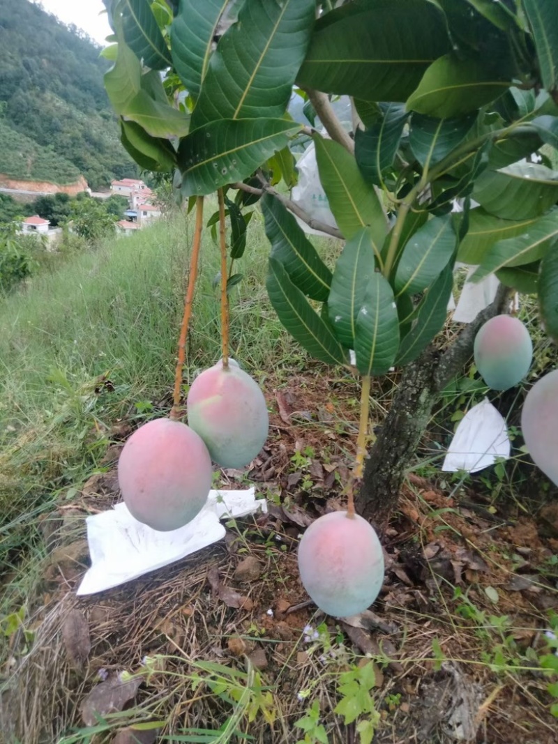 攀枝花凯特芒果🥭