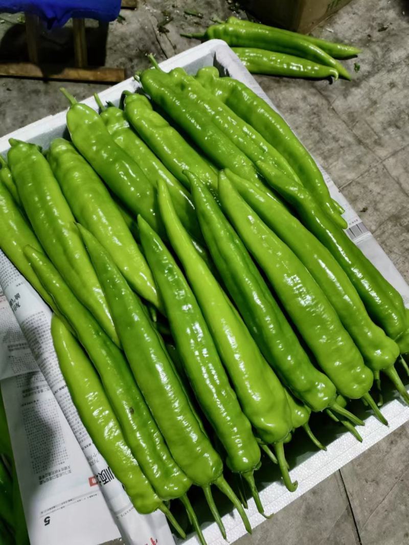 鲜辣椒。线椒。龙椒。小米辣。等地址谭坊镇