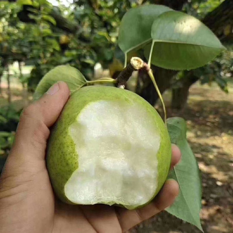 酥脆l号梨树苗翠冠梨苗秋月梨巴梨苗太婆梨苗