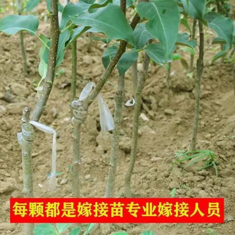 酥脆l号梨树苗翠冠梨苗秋月梨巴梨苗太婆梨苗