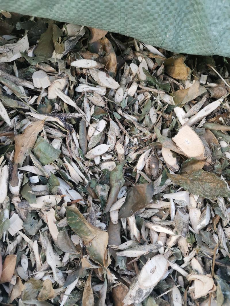 七叶莲