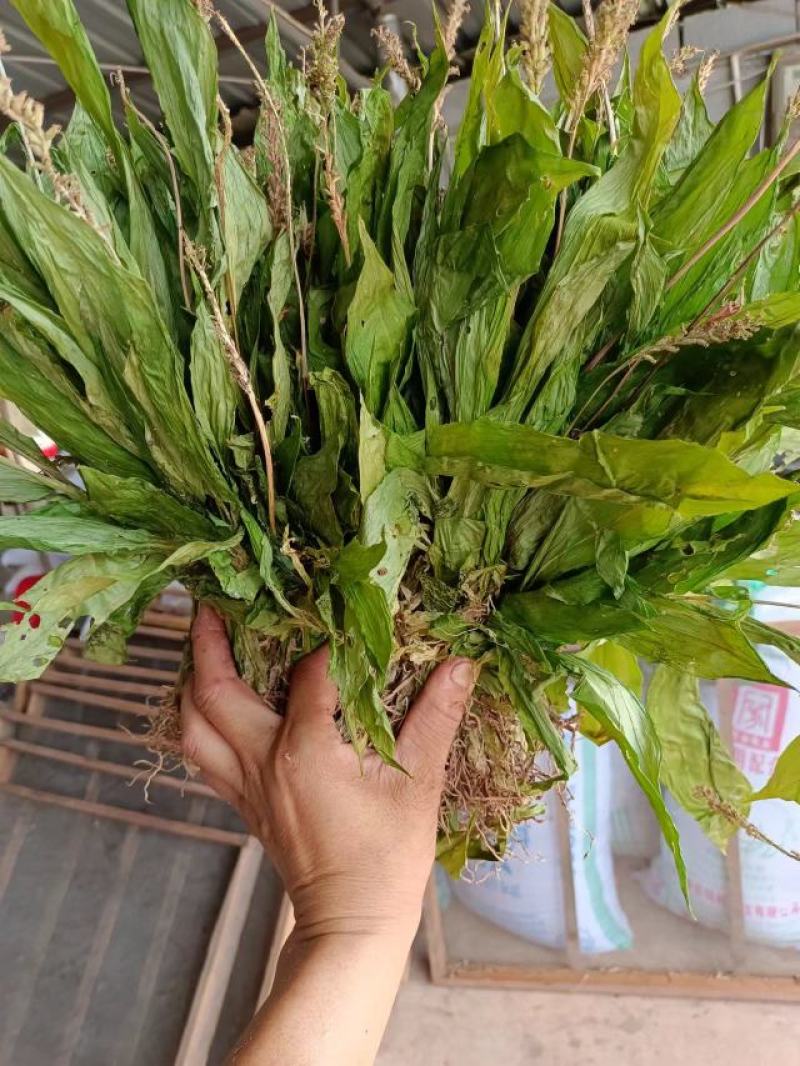 云南普洱野生见血清