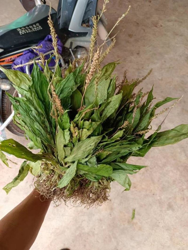 云南普洱野生见血清