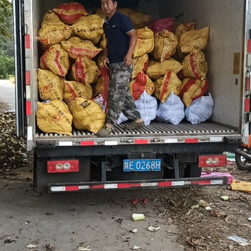 江西南丰槟榔芋头大量上市需要的联系