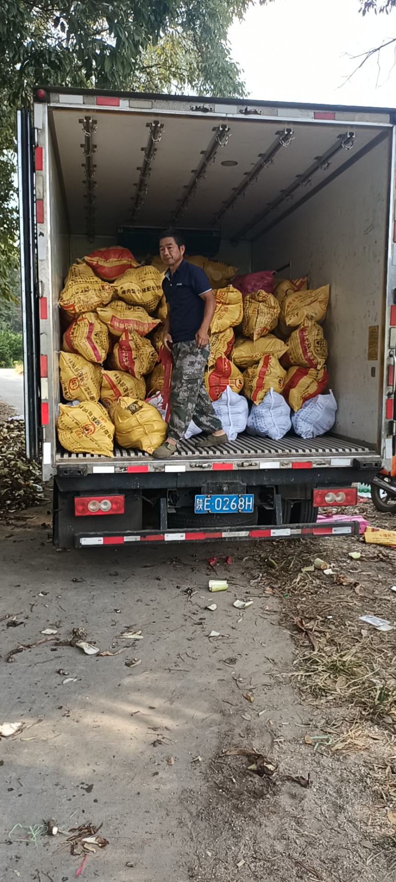 江西南丰槟榔芋头大量上市需要的联系