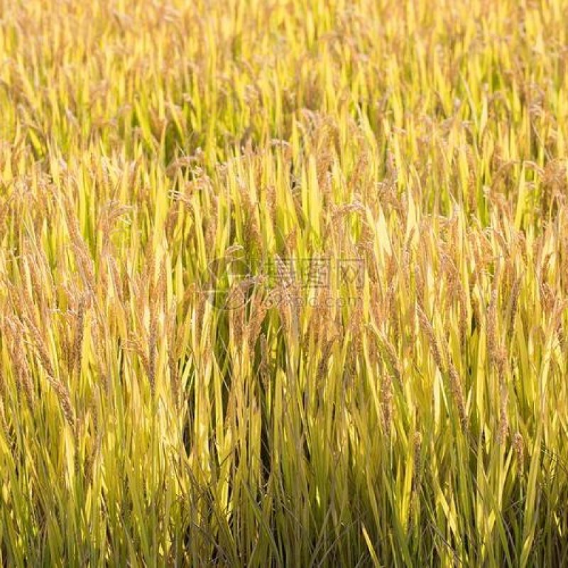 大量水稻出售