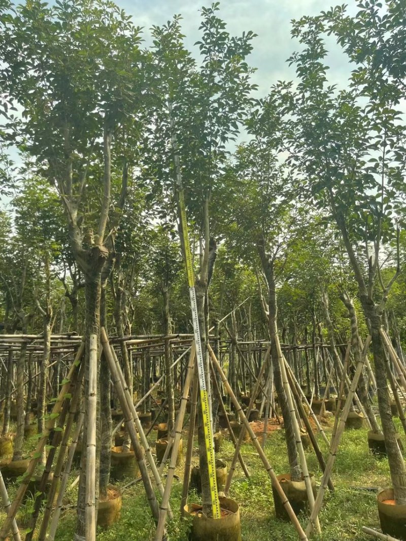 风铃木5～20有需要可以联系