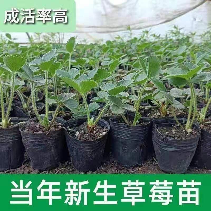 草莓秧苗四季草莓苗当年结果奶油草莓苗红颜苗盆栽苗原盆原土