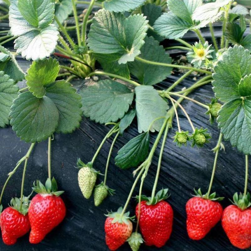 草莓秧苗四季草莓苗当年结果奶油草莓苗红颜苗盆栽苗原盆原土